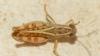 Calliptamus siciliae